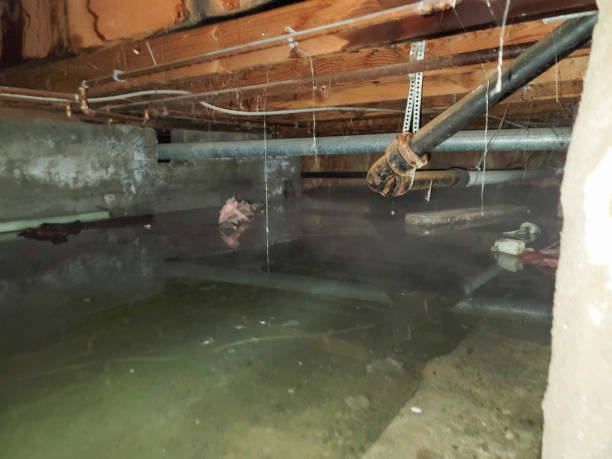 Best Basement water damage restoration  in Tyler, MN