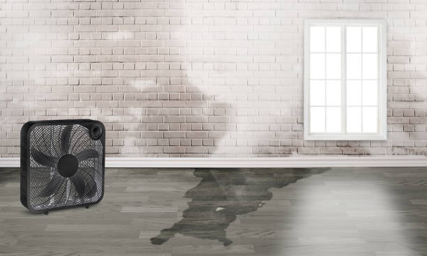 Best Flood damage cleanup  in Tyler, MN